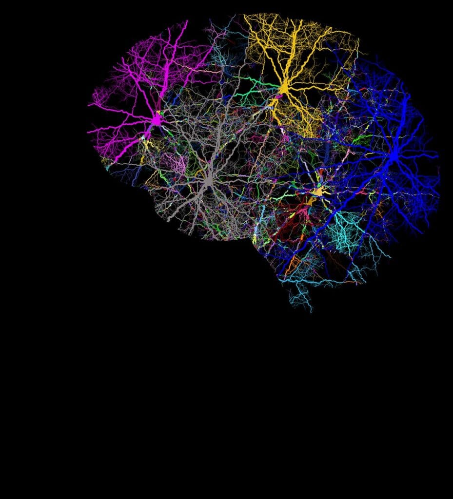 बोधात्मक विकास: मेंदूतील ज्ञान आणि तार्किक विचारांची प्रगती